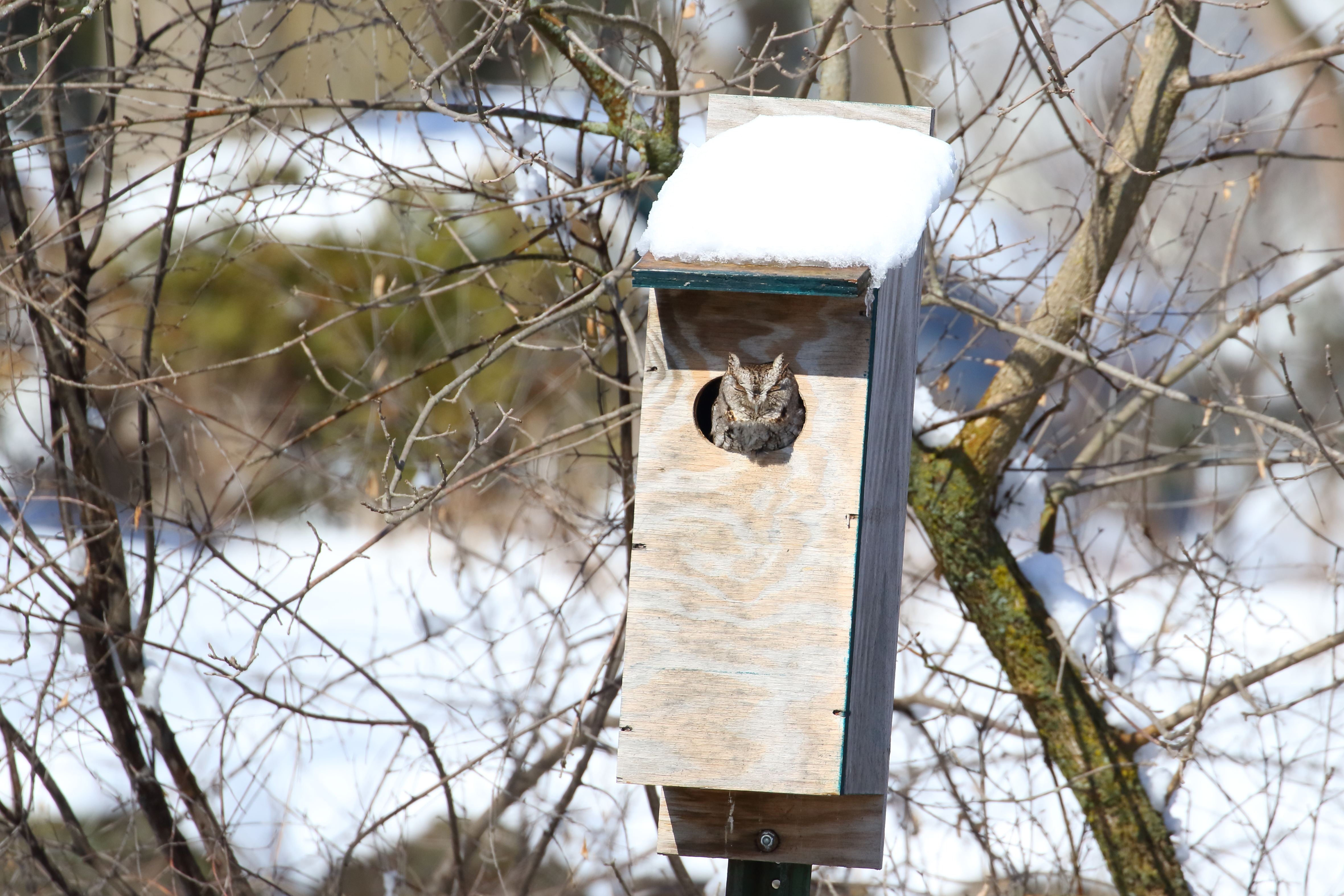 Eastern Screech-Owl image - click on image for sound